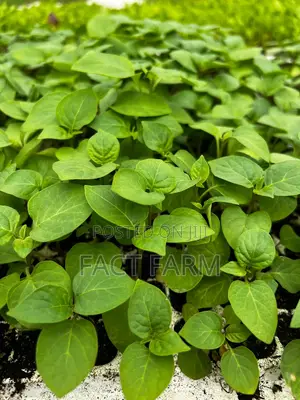 Vegetable Seedlings for Sale in Ngenda-Kiambu