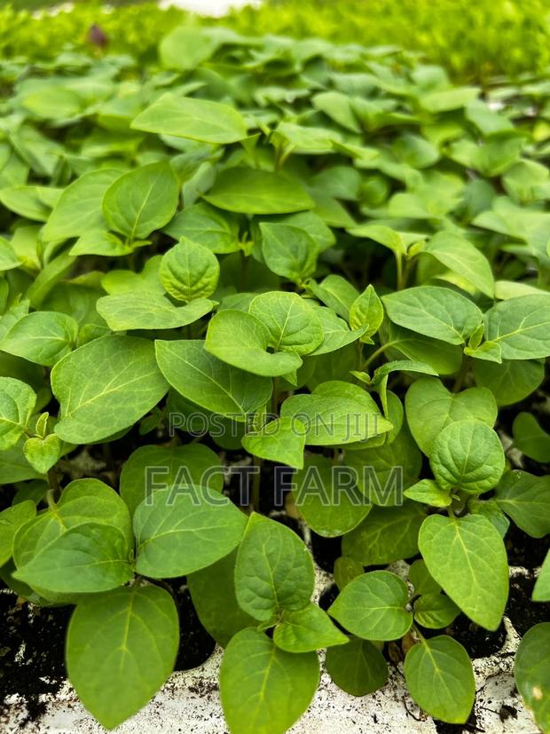 Vegetable Seedlings for Sale in Ngenda-Kiambu