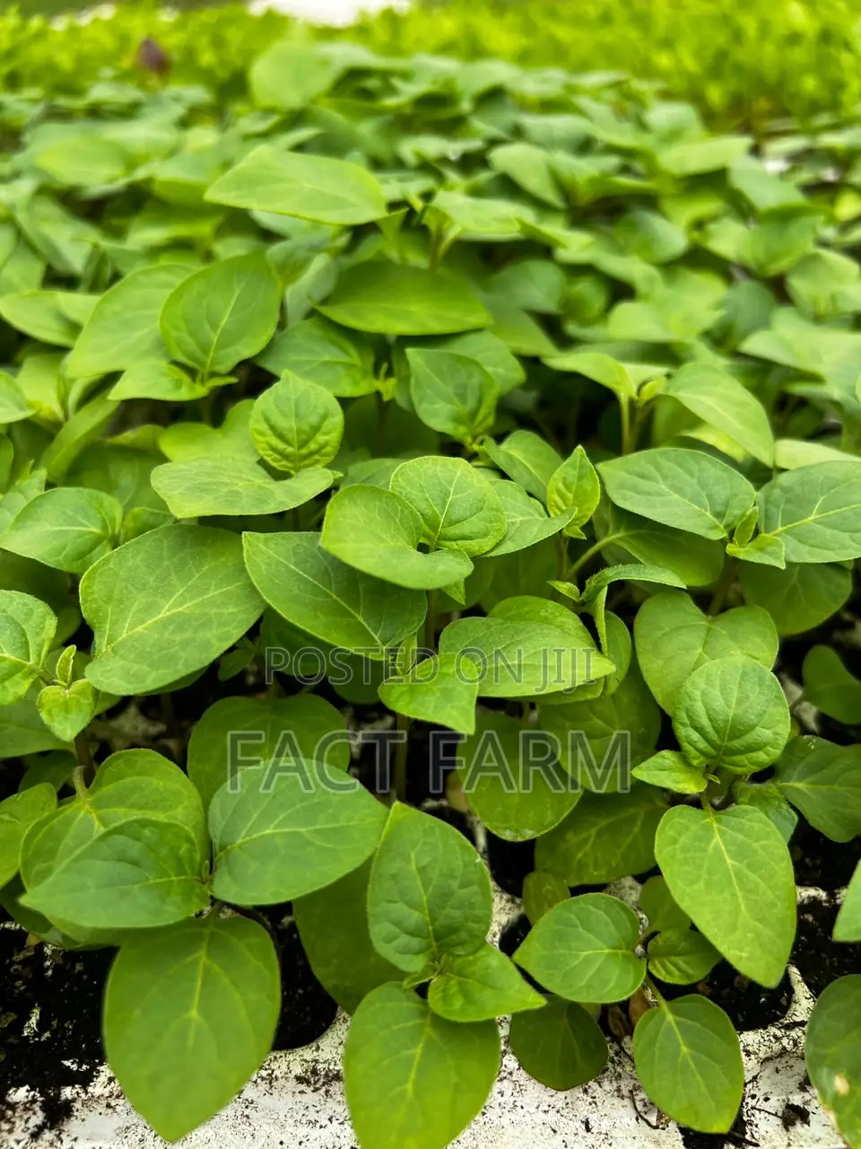 Vegetable Seedlings for Sale, Collect in Ruiru or Delivery by Courier.