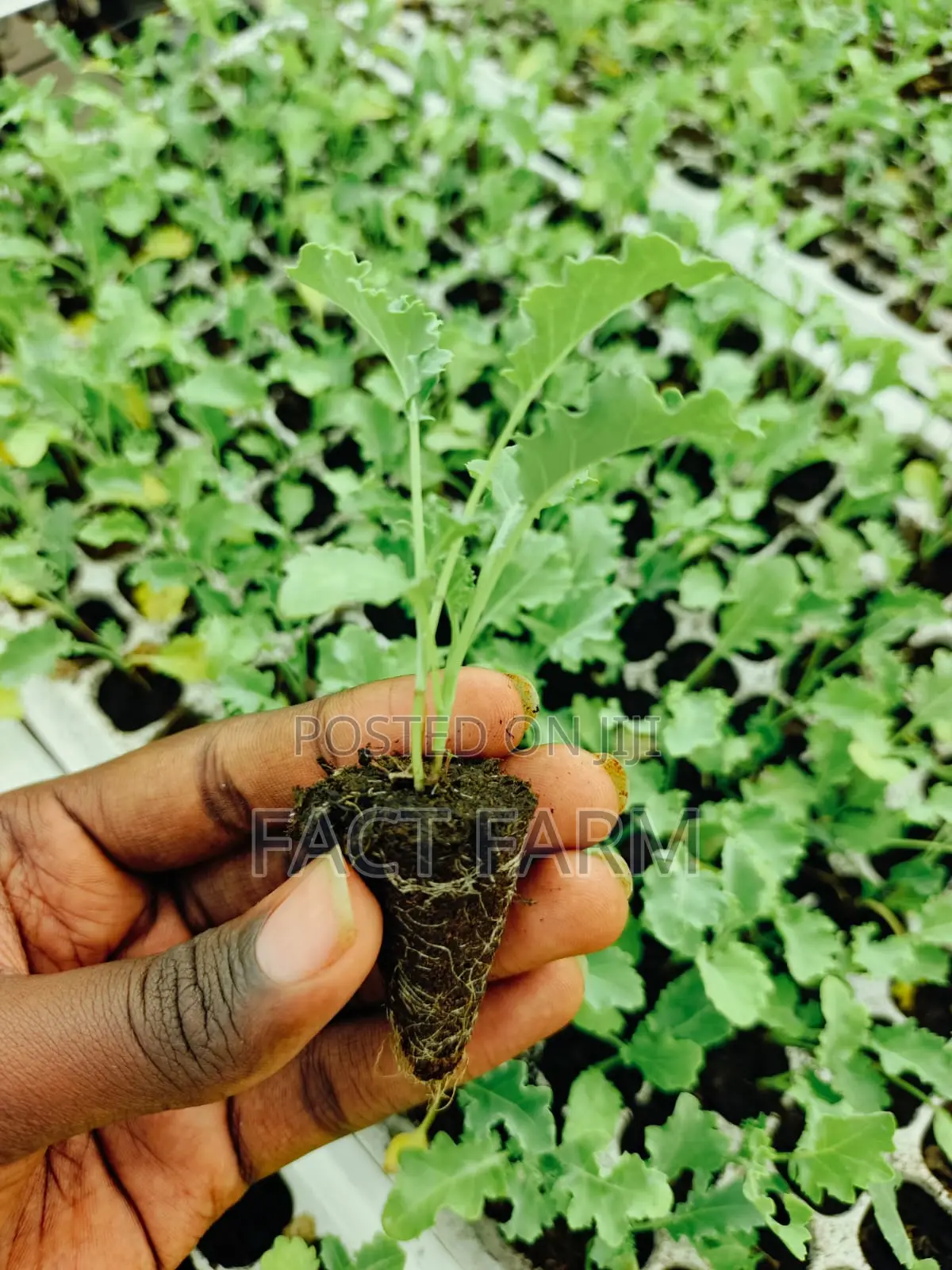 Vegetable Seedlings for Sale, Collect in Ruiru or Delivery by Courier.