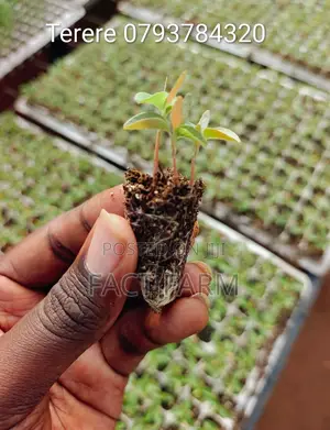 Vegetable Seedlings for Sale, Collect in Ruiru or Delivery by Courier.