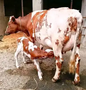 Dairy for Sale