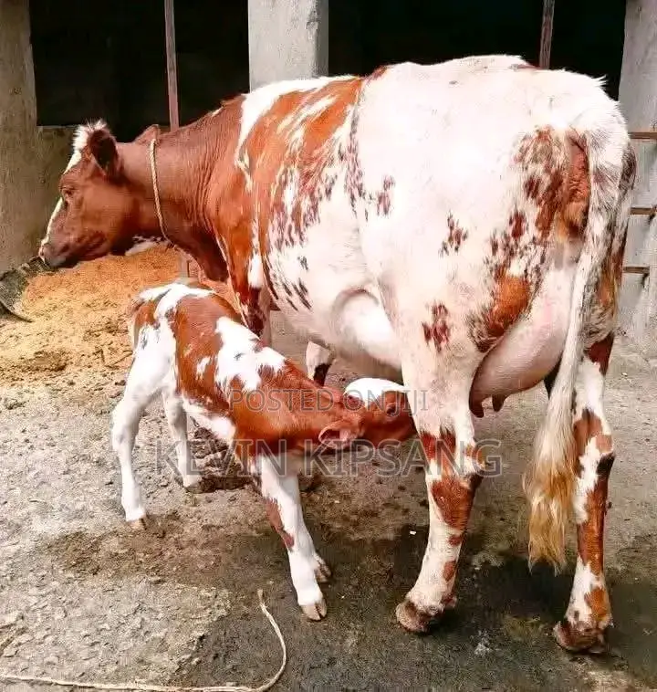 Dairy for Sale