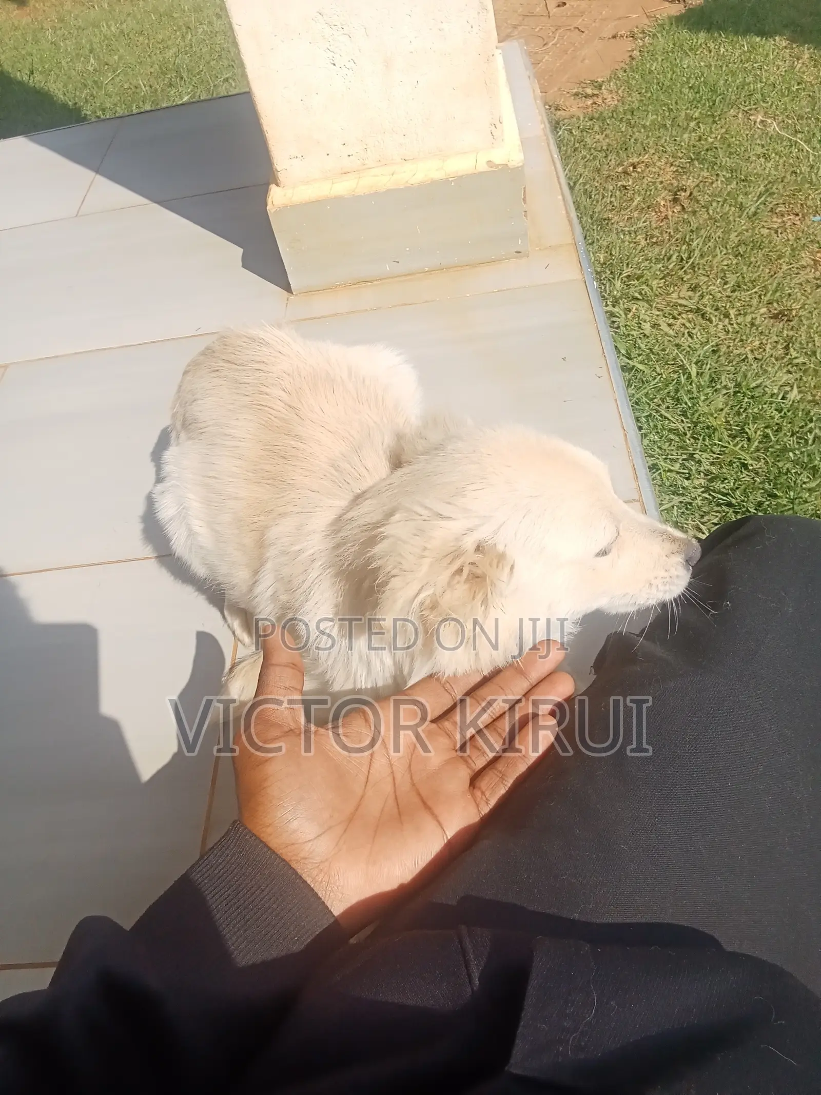 3-6 months Male Mixed Breed Golden Retriever
