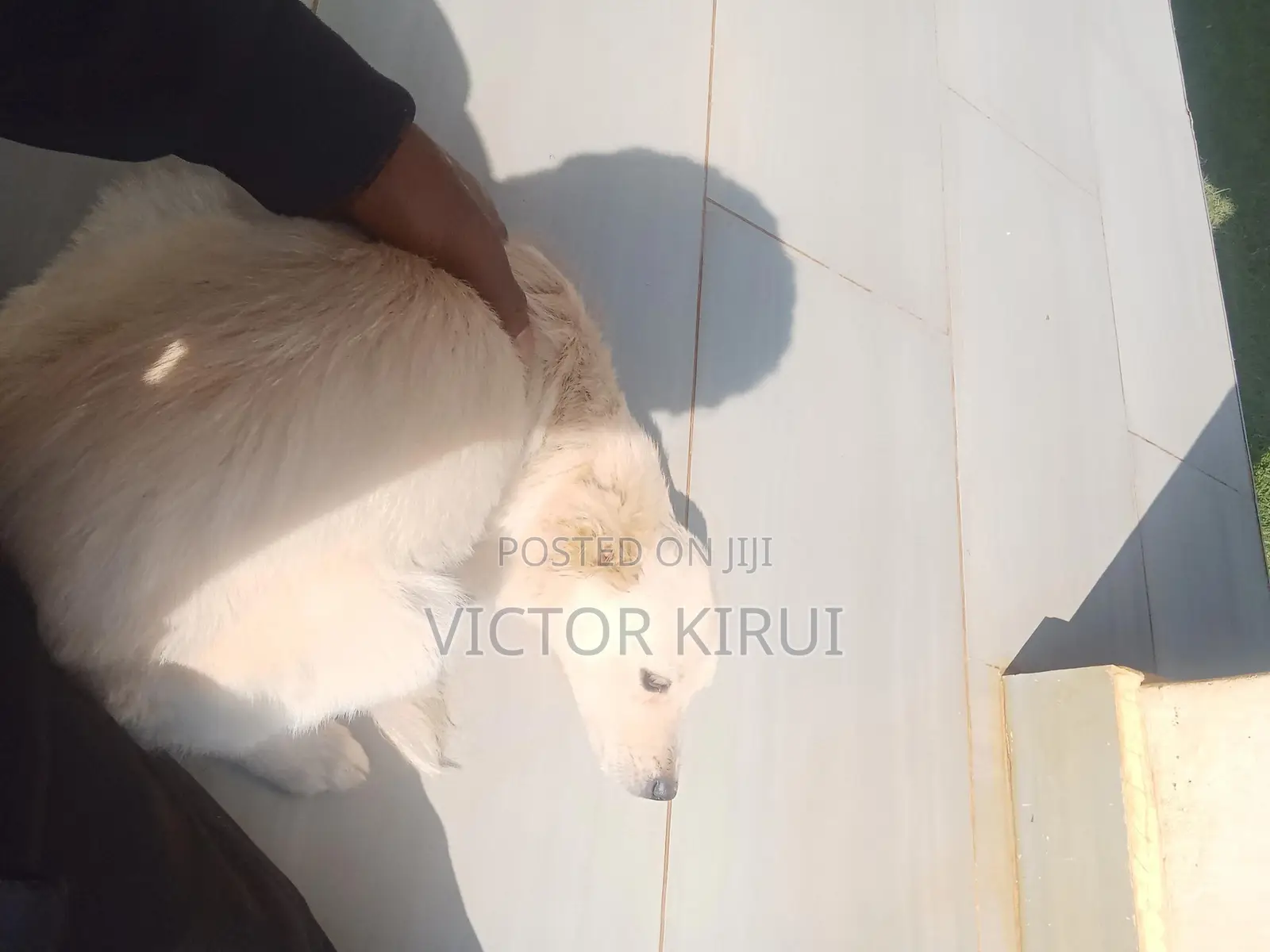 3-6 months Male Mixed Breed Golden Retriever