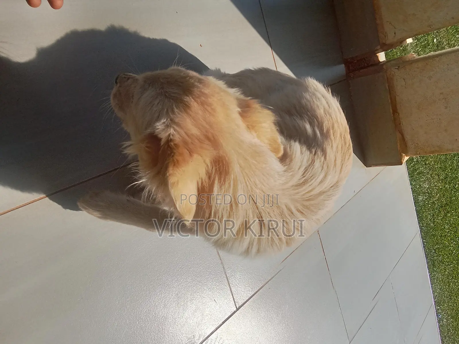 3-6 months Male Mixed Breed Golden Retriever