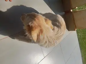 3-6 months Male Mixed Breed Golden Retriever