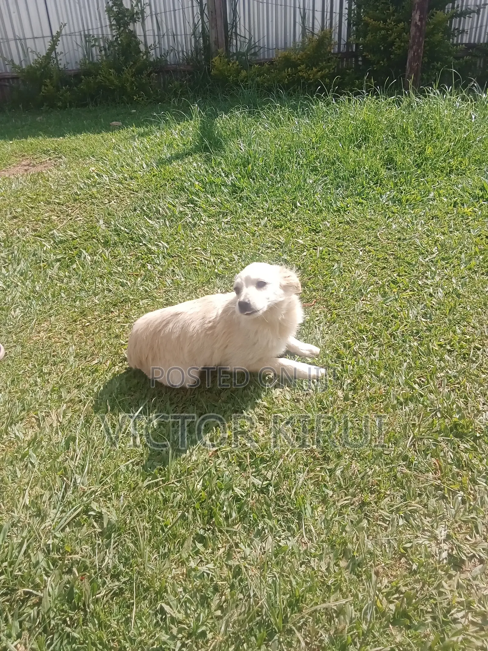 3-6 months Male Mixed Breed Golden Retriever