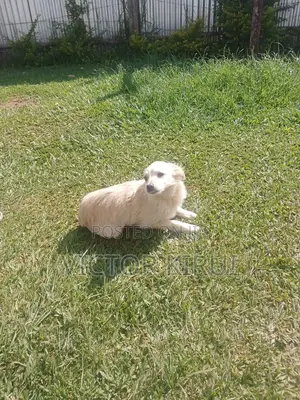 3-6 months Male Mixed Breed Golden Retriever