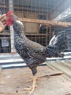 Mix Kuchi Breed