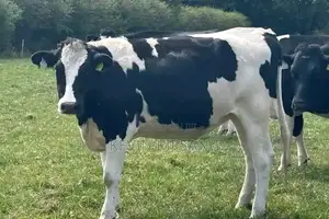 Heifer for Sale