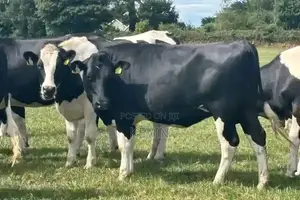 Heifer for Sale