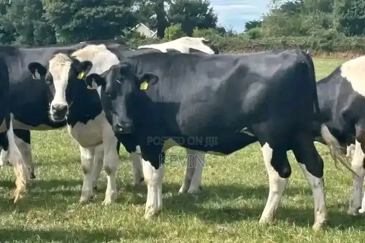Heifer for Sale