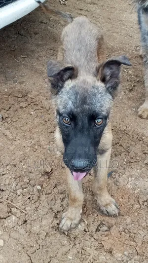 3-6 months Male Mixed Breed Belgian Malinois