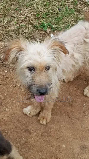 3-6 months Male Mixed Breed Belgian Malinois