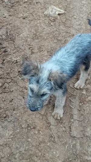 3-6 months Male Mixed Breed Belgian Malinois