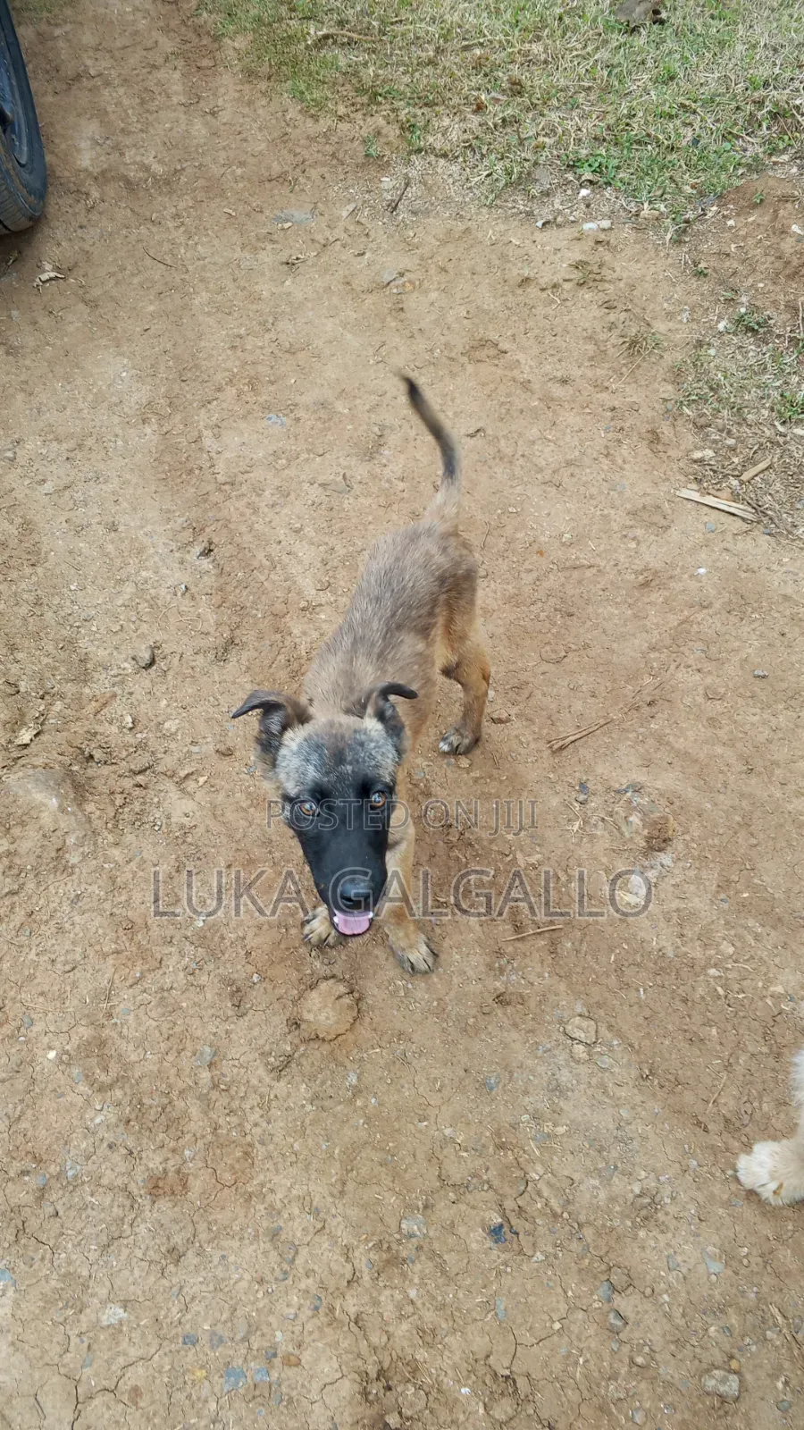 3-6 months Male Mixed Breed Belgian Malinois