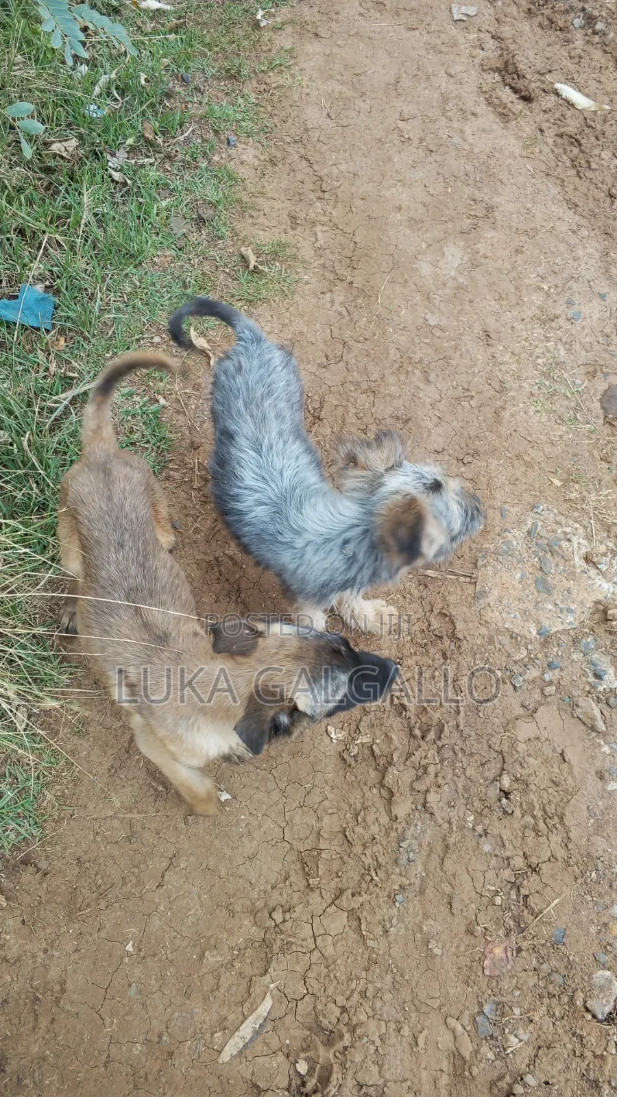 3-6 months Male Mixed Breed Belgian Malinois