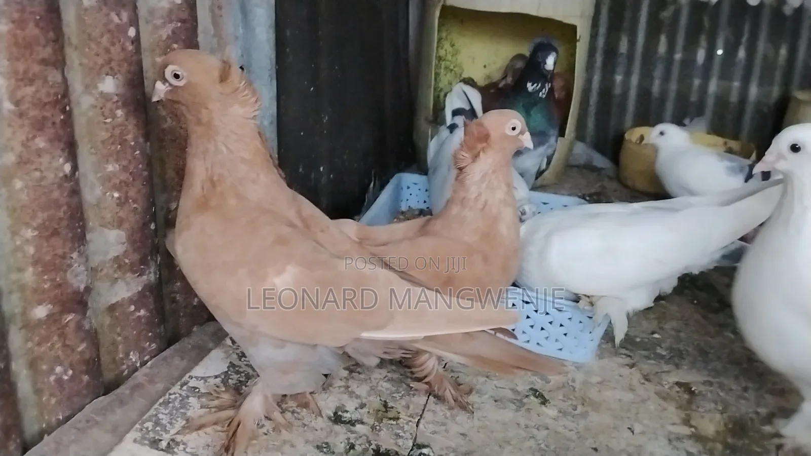 Samli Wazazi