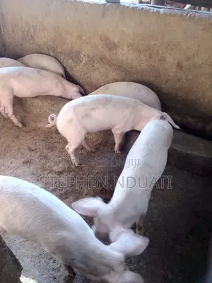 4.5 Months Old Piglets for Sale Large White