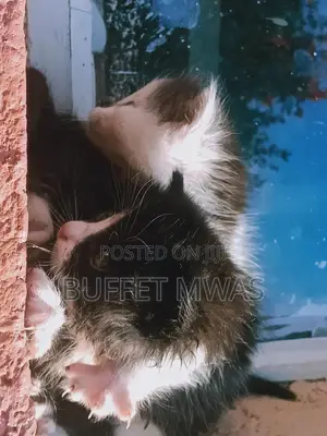 0-1 month Female Purebred Tabby