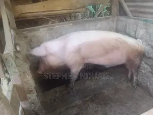 Boar for Sale
