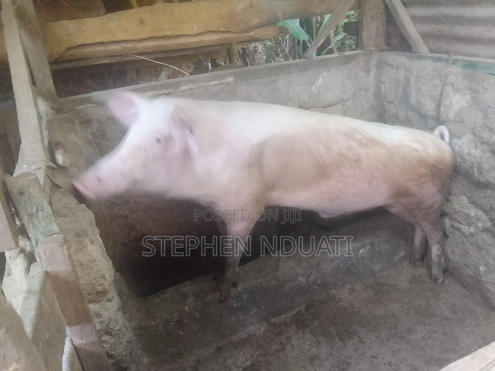 Large White Boar for Sale.