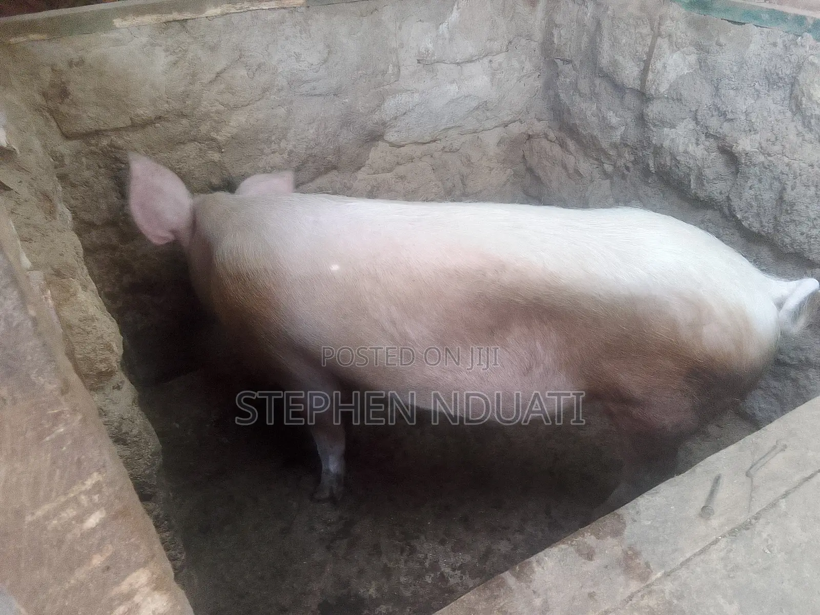 Large White Boar for Sale.