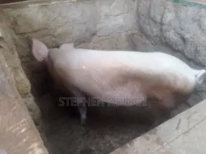 Large White Boar for Sale.