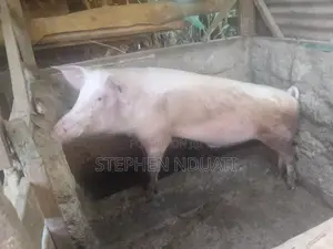 Large White Boar for Sale.