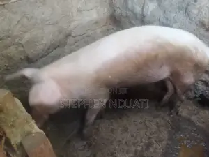 Large White Boar for Sale.