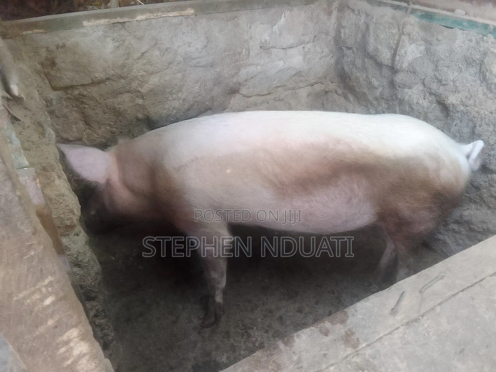 Large White Boar for Sale.