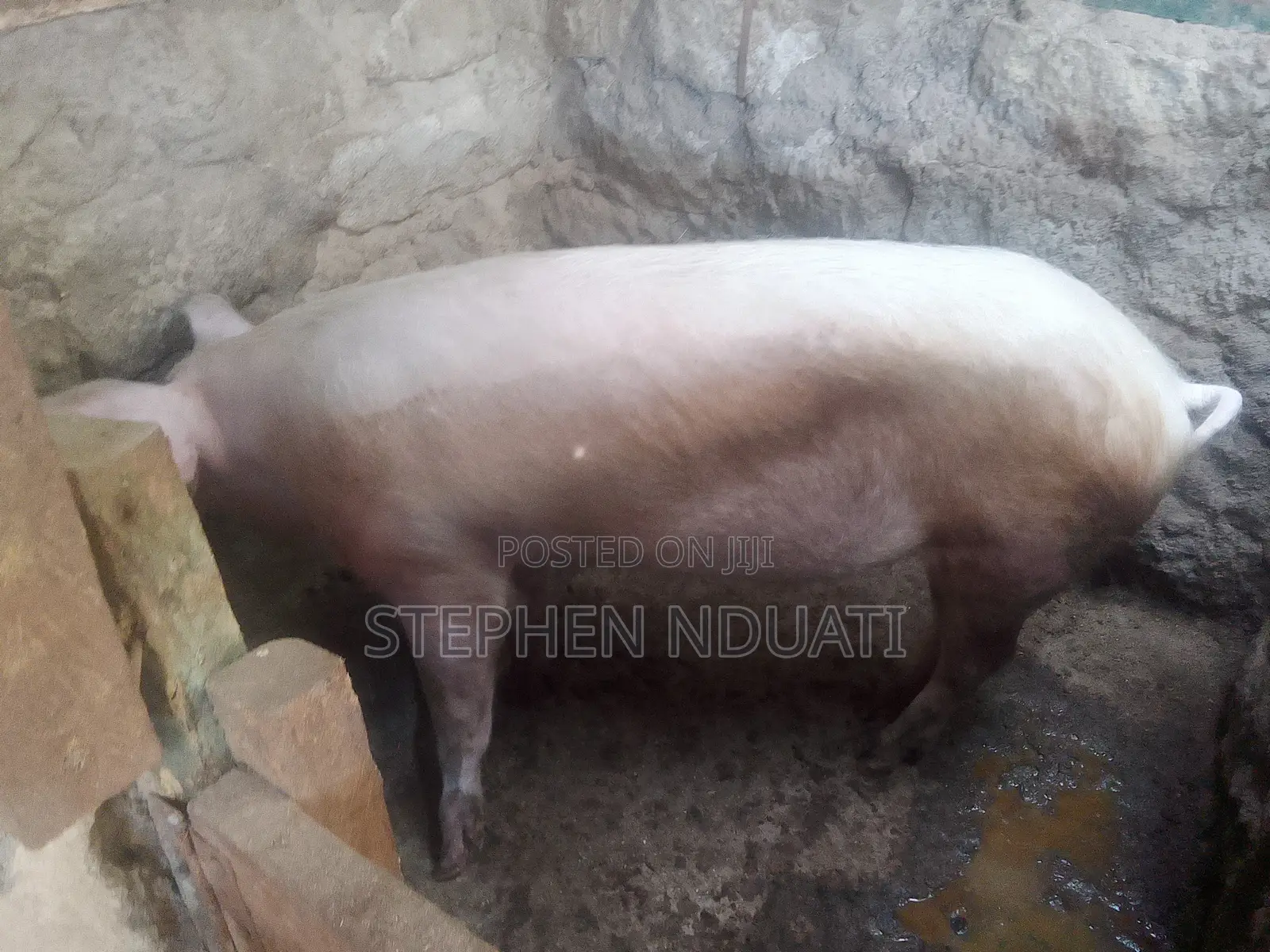 Large White Boar for Sale.