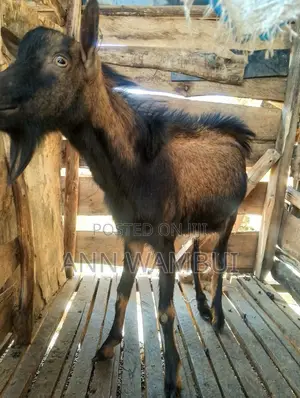 Male Goat for Sale