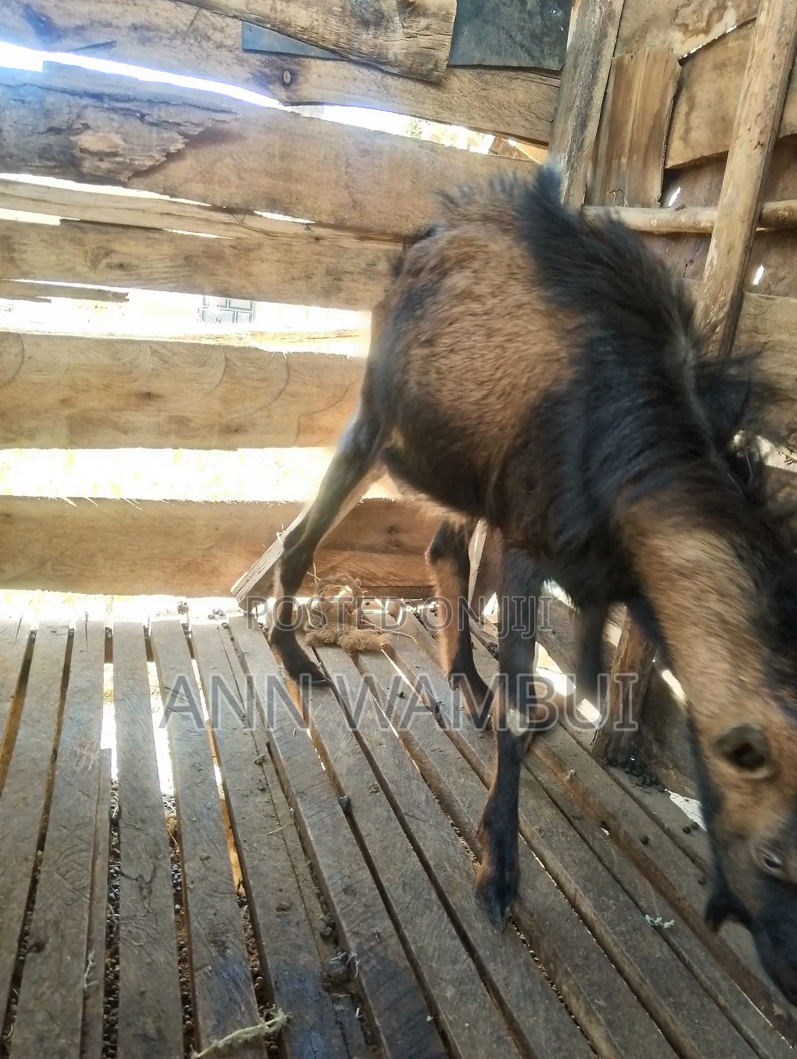 Male Goat for Sale