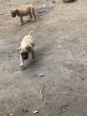 1-3 months Female Purebred Boerboel