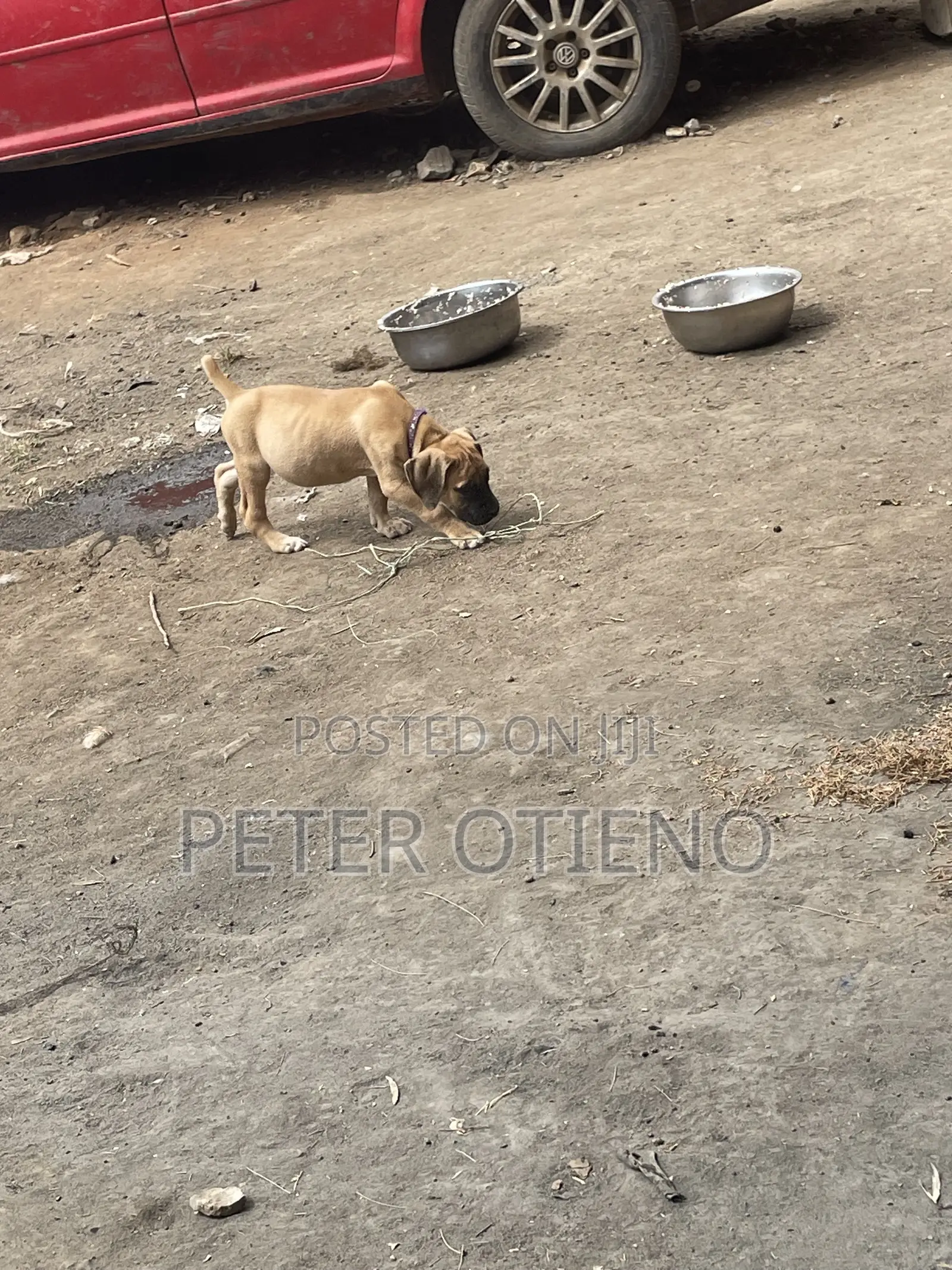 1-3 months Female Purebred Boerboel