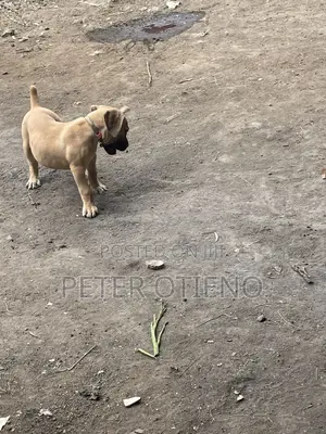1-3 months Female Purebred Boerboel