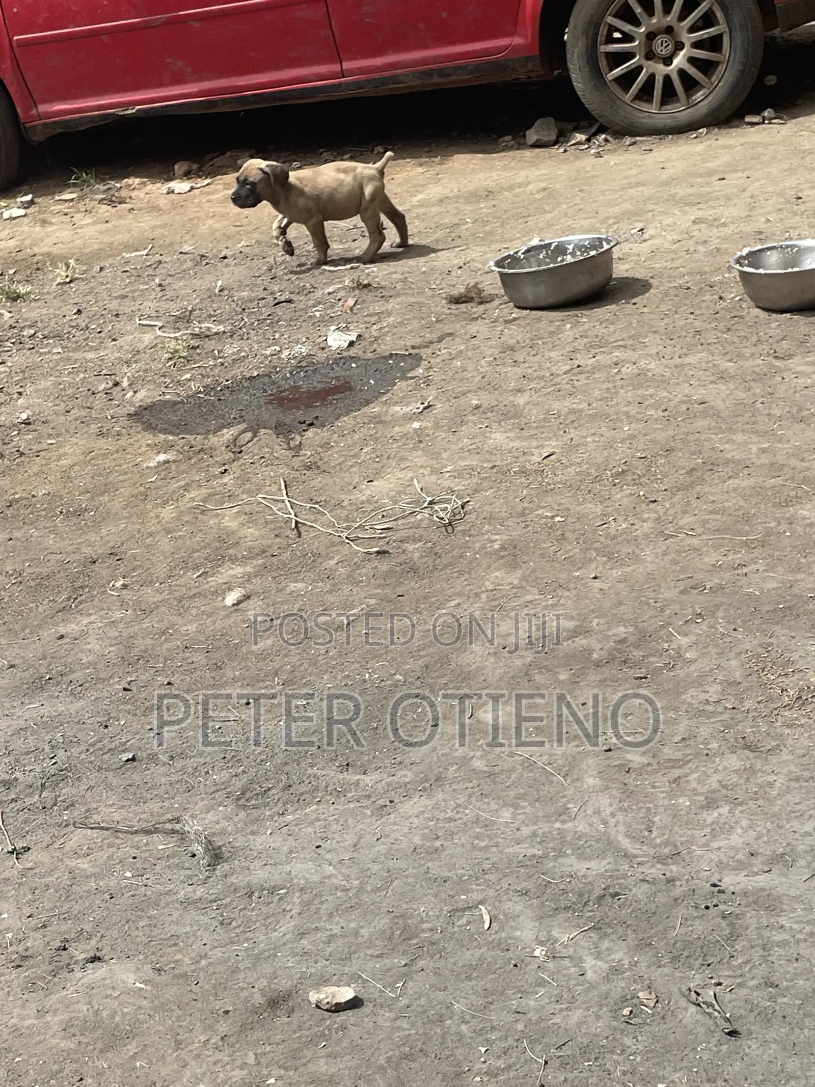 1-3 months Female Purebred Boerboel