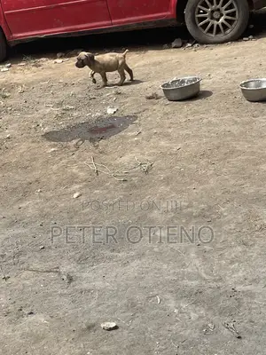 1-3 months Female Purebred Boerboel