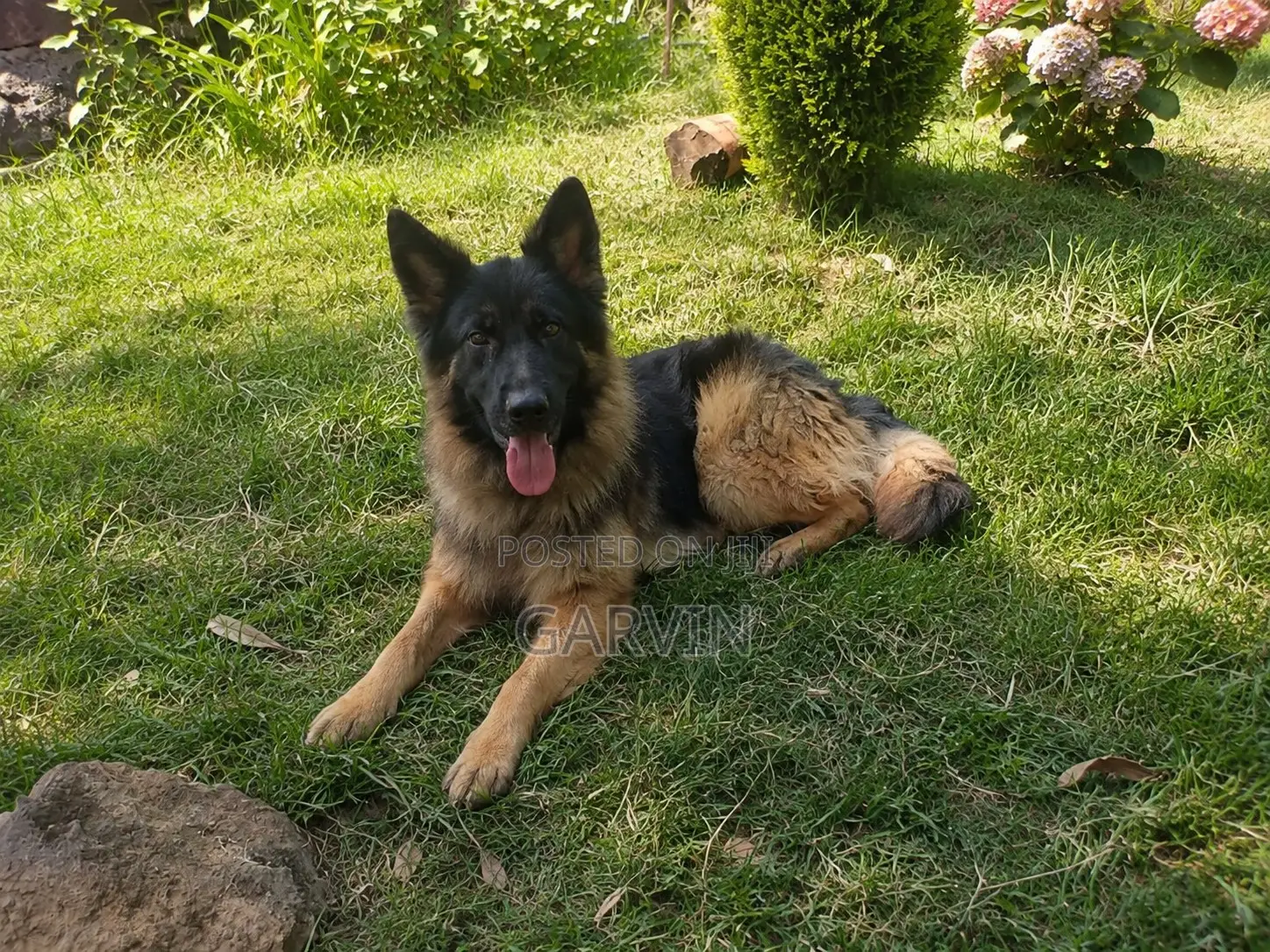 1+ year Male Purebred German Shepherd