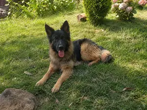 1+ year Male Purebred German Shepherd