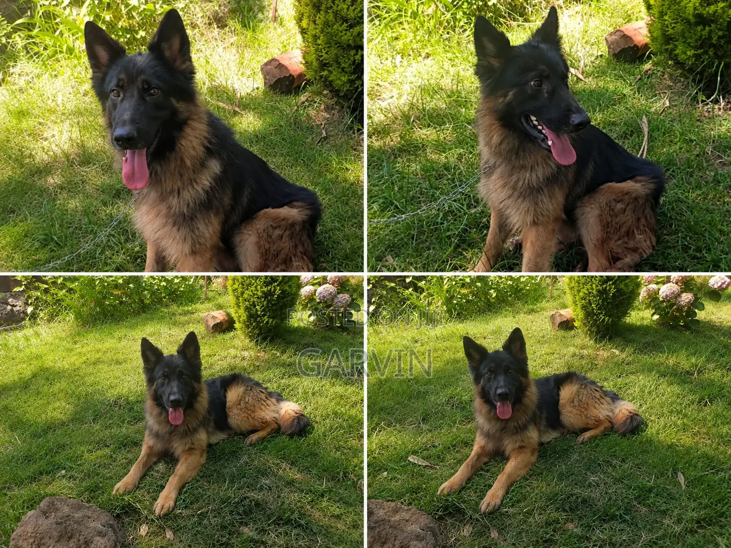 1+ year Male Purebred German Shepherd