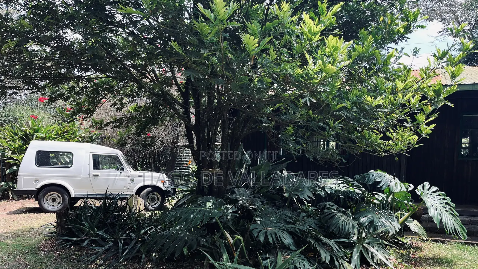 Suzuki T 2013 White