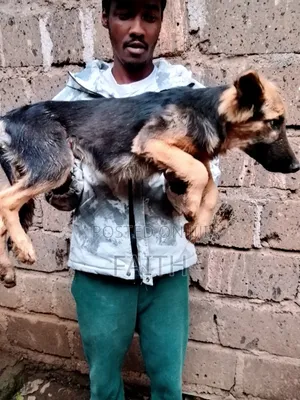 6-12 months Female Purebred German Shepherd