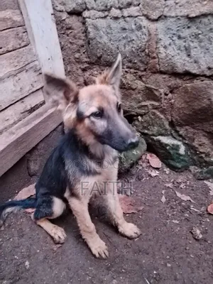 6-12 months Female Purebred German Shepherd