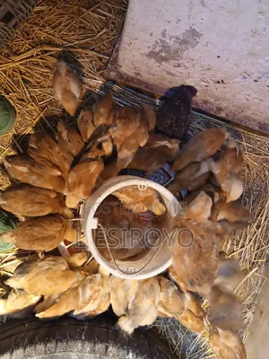 Kenbro Chicks