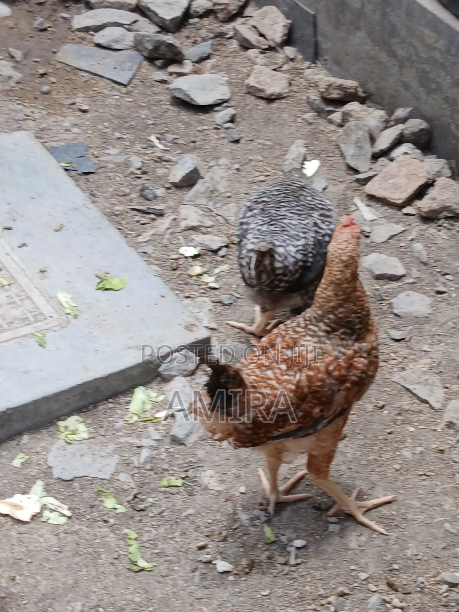 7 Months Healthy Matured Improved Kienyeji Chickens Ready for Sale
