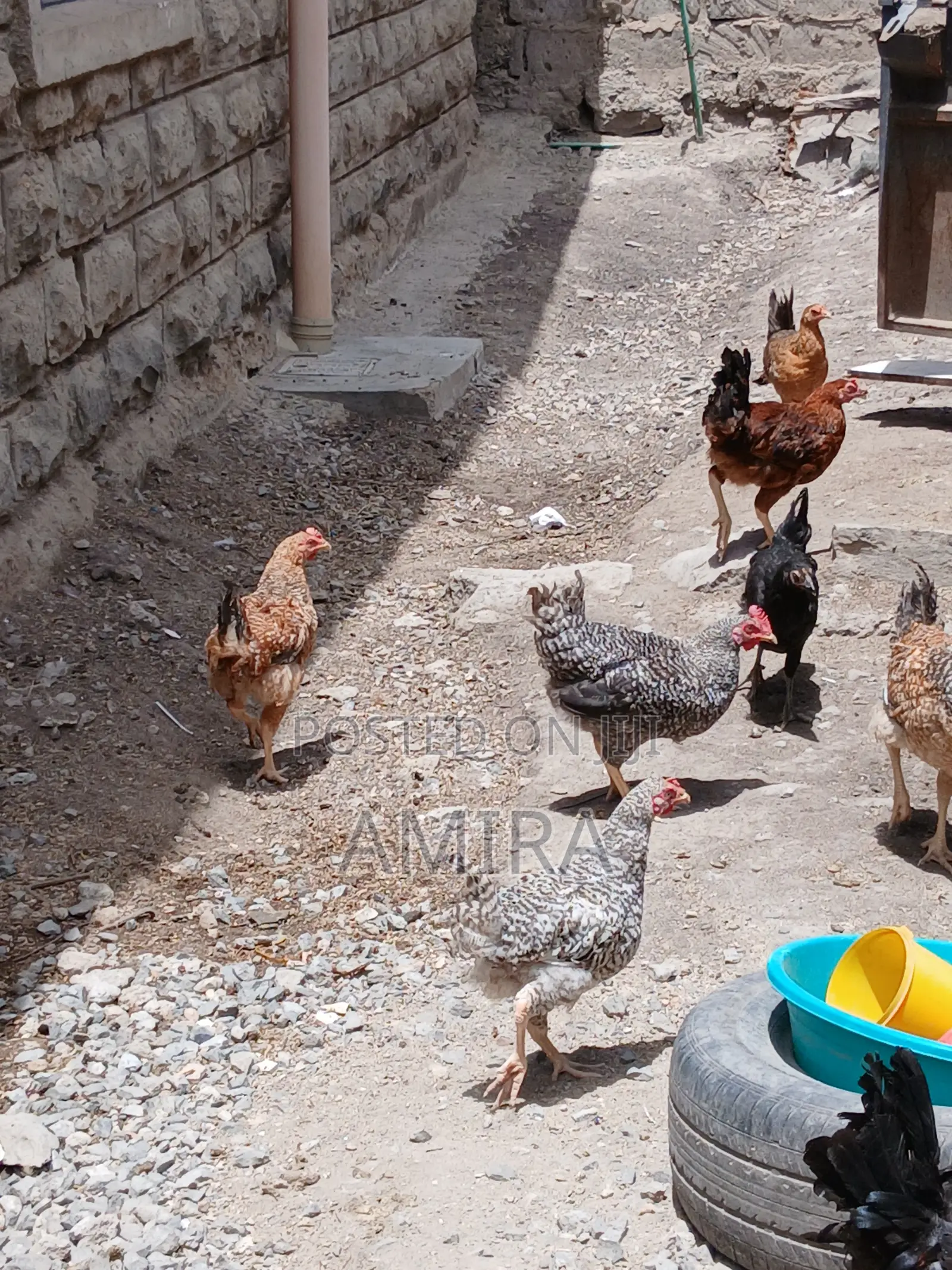 7 Months Healthy Matured Improved Kienyeji Chickens Ready for Sale