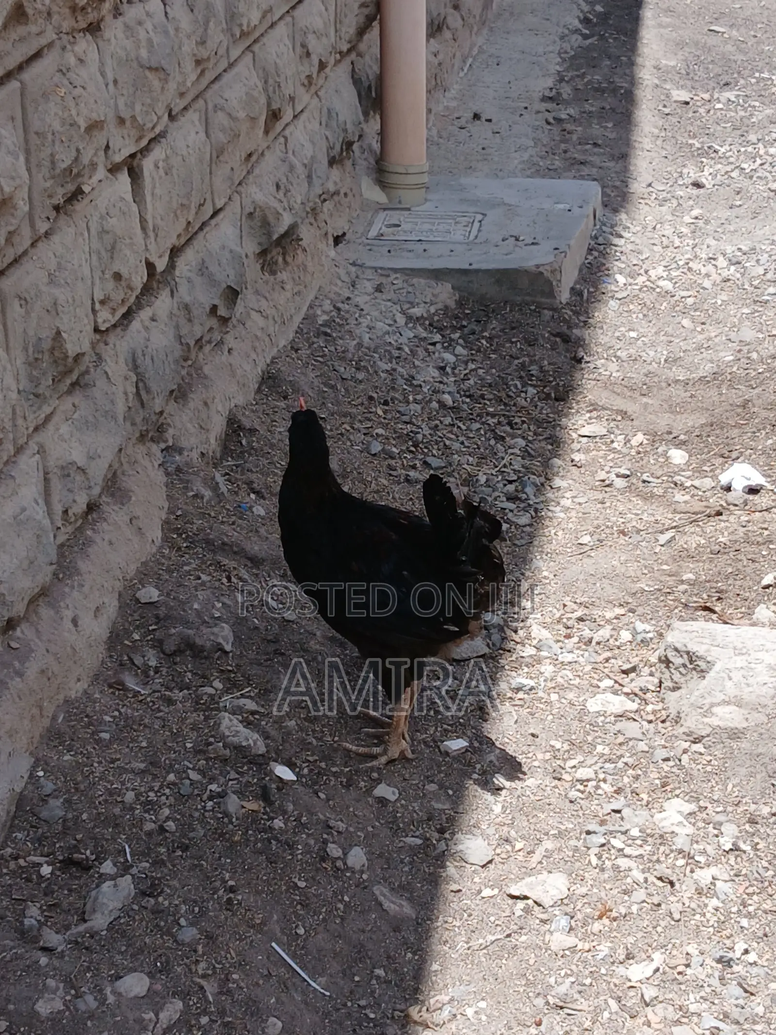 7 Months Healthy Matured Improved Kienyeji Chickens Ready for Sale
